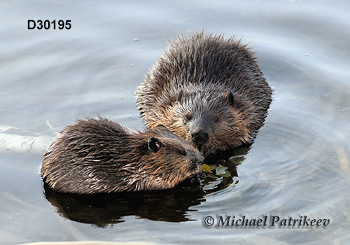 North American Beaver (Castor canadensis)